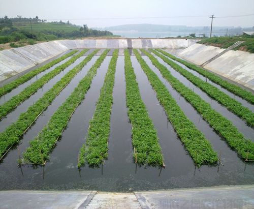 水生空心菜种植技术要点解析(图1)