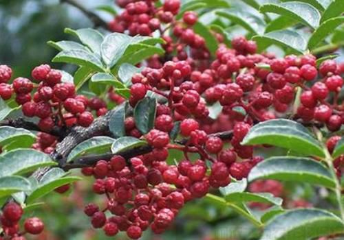 花椒树怎么种？花椒树种植管理技术介绍(图1)